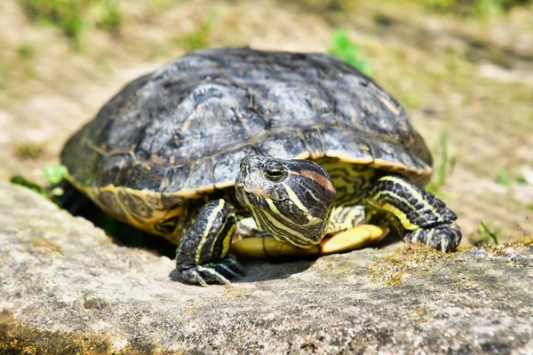 Черепаха Глянцевом Крупном Плане — стоковое фото