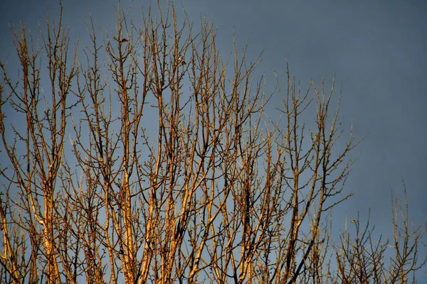 Větve Stromů Flóra Příroda — Stock fotografie