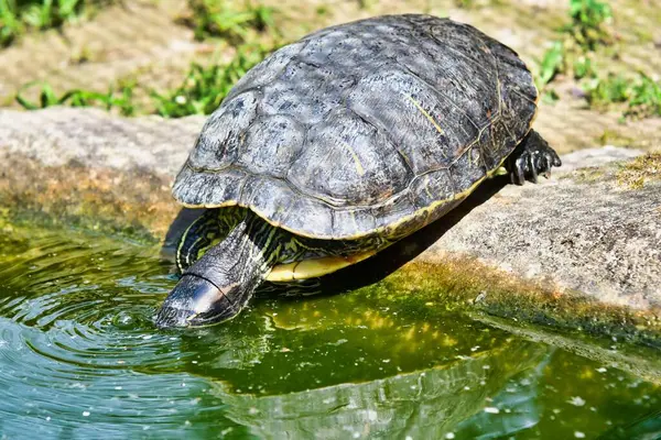 Черепаха Воде — стоковое фото