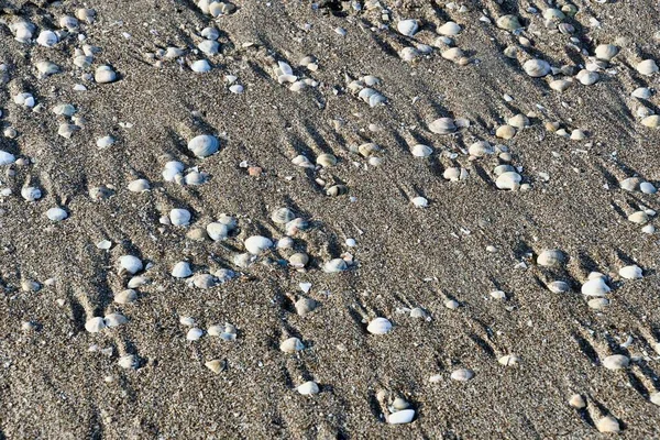 Conchas Mar Playa —  Fotos de Stock