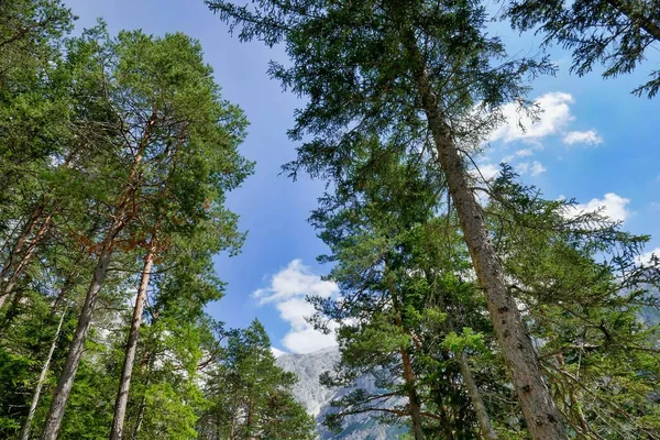 Vue Des Pins Dans Forêt — Photo