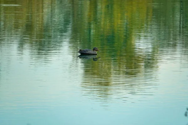 Single Duck Water Lake — Photo