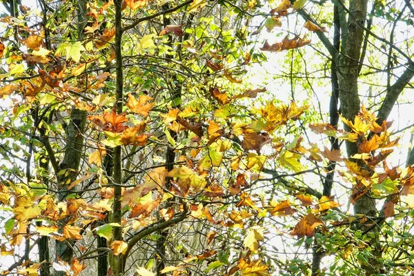 Autumn Leaves Park Colorful Fall Foliage — Stock Photo, Image