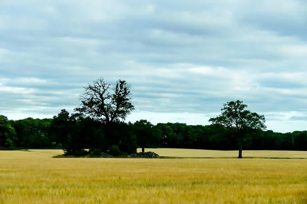 Green Meadow Rural Landscape — ストック写真