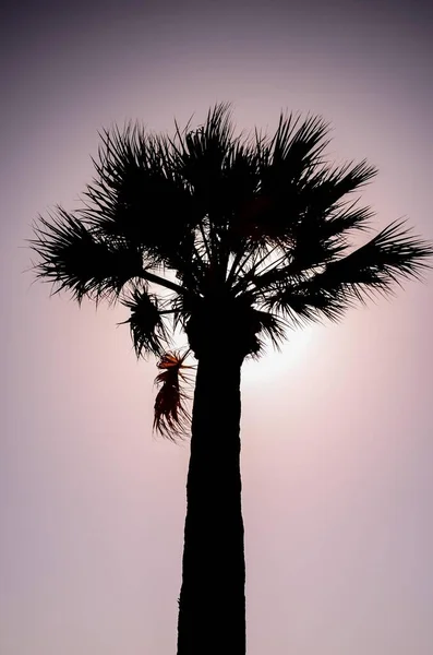 Silueta Árbol Con Puesta Sol — Foto de Stock