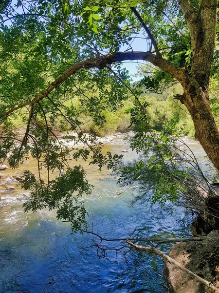 Hermosa Vista Del Río Bosque — Foto de Stock