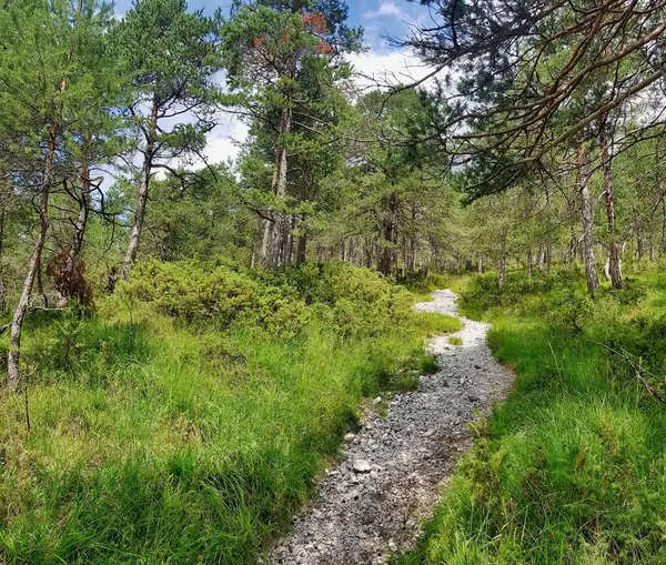 Beau Paysage Avec Une Rivière Une Forêt — Photo