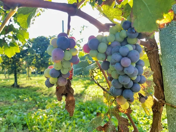 Виноград Лозе — стоковое фото