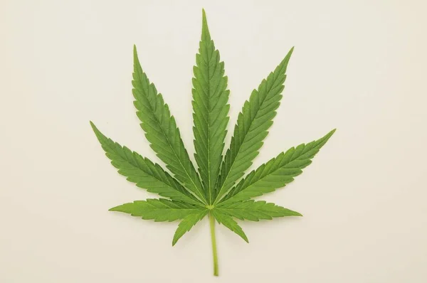 Folha Cannabis Fundo Branco — Fotografia de Stock