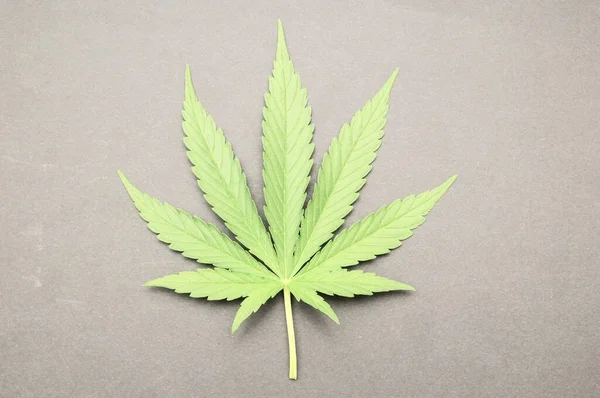 Cannabisblad Een Grijze Achtergrond — Stockfoto
