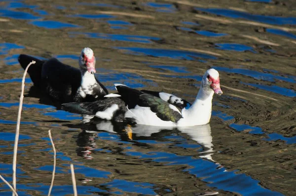 Flock Ankor Sjön — Stockfoto