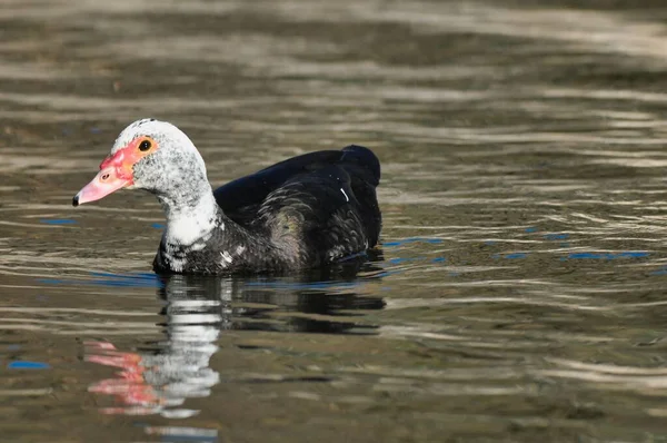 Une Belle Photo Canard Nageant Dans Eau — Photo