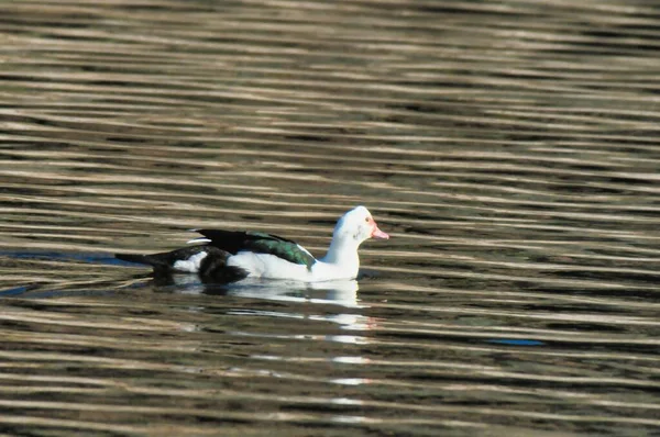 Ente Auf Dem See — Stockfoto