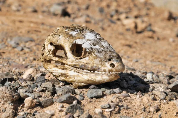 Close Lizard Skull Rock — стоковое фото