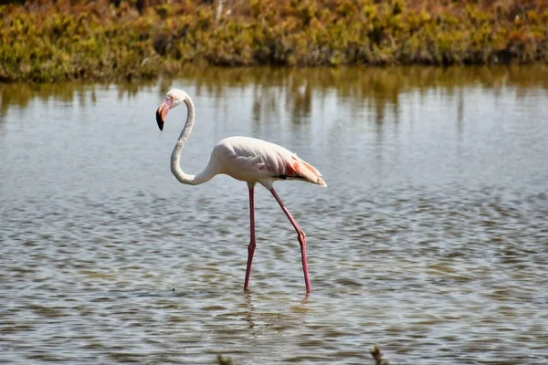 Egy Közeli Felvétel Egy Rózsaszín Flamingó Álló — Stock Fotó