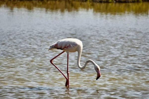 Gyönyörű Rózsaszín Flamingó Vízben — Stock Fotó