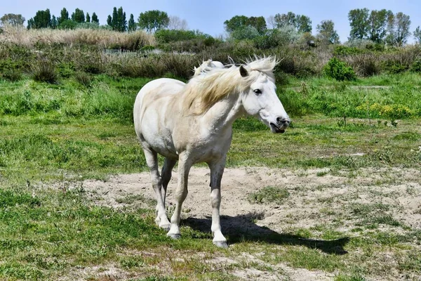 Bílý Kůň Poli — Stock fotografie