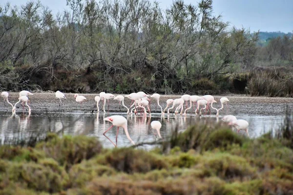 Flock White Flamingos Water — Stock Photo, Image
