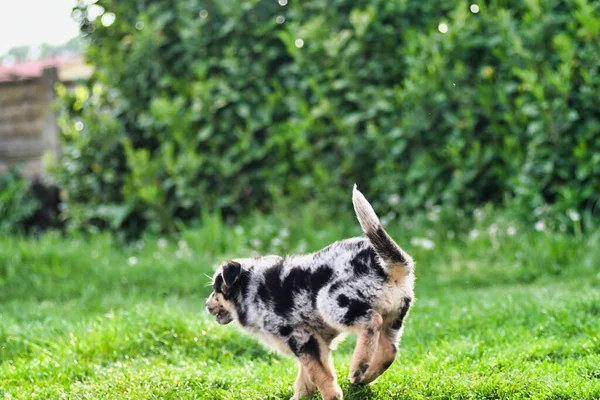 在绿草上可爱的黑白小狗 — 图库照片