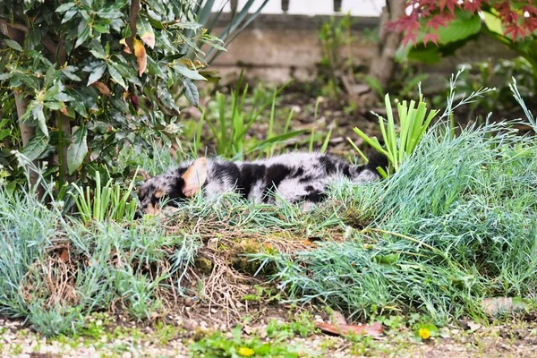 Черно Белая Собака Летнем Парке — стоковое фото