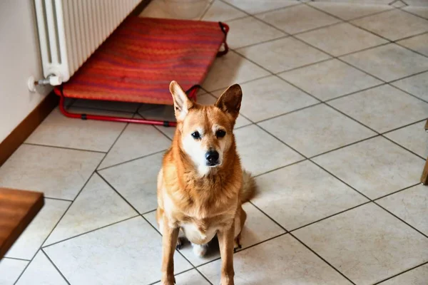 Cão Sentado Chão — Fotografia de Stock