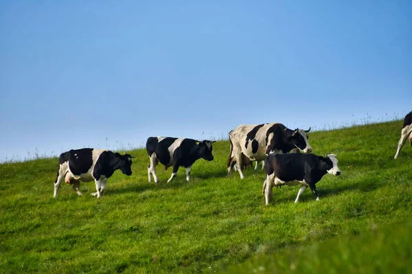 Vacas Prado Verde — Fotografia de Stock