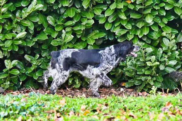 Портрет Милой Собаки Летнем Парке — стоковое фото