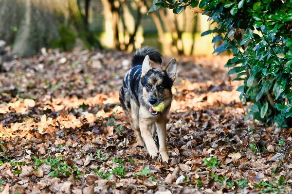 Kutya Plying Labdával Erdőben — Stock Fotó