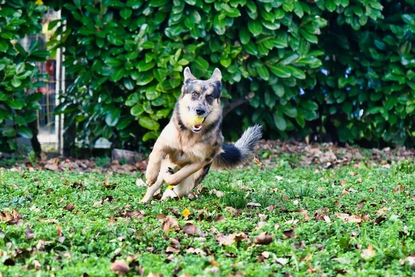 Собака Играет Мячом Летнем Парке — стоковое фото