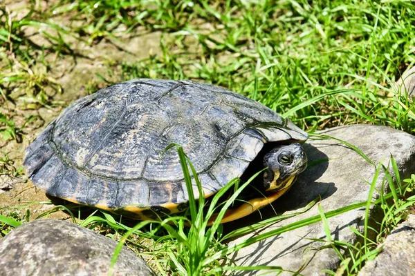 Черепаха Траве — стоковое фото