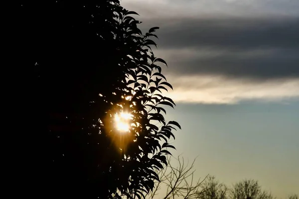 Krásný Západ Slunce Lese — Stock fotografie