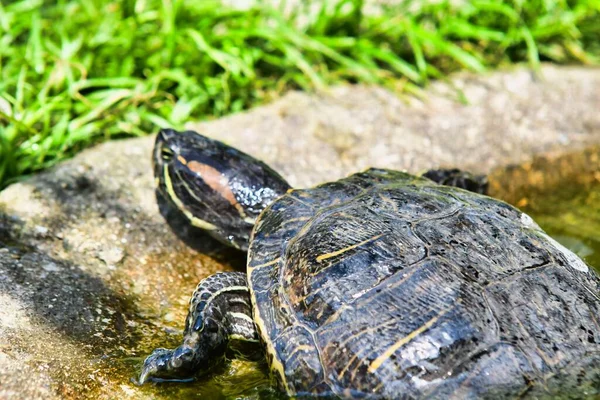 Tartaruga Sulla Pietra — Foto Stock