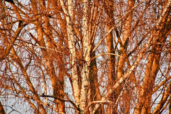 Větve Stromů Lese — Stock fotografie