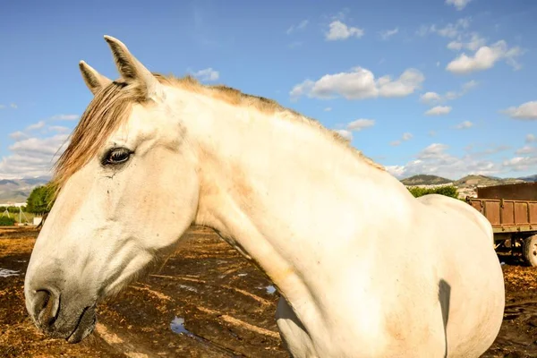 Portrét Krásného Koně — Stock fotografie