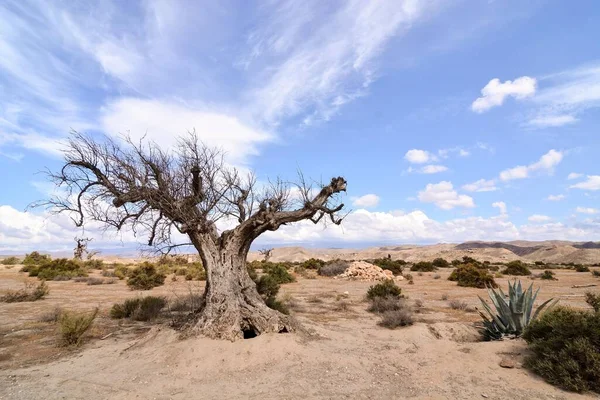Krásná Krajina Pouště Mrtvým Stromem — Stock fotografie