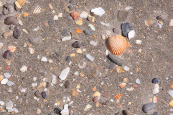 Conchas Mar Playa —  Fotos de Stock