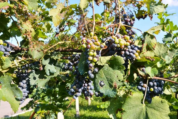 Tiro Cênico Uvas Vinha — Fotografia de Stock