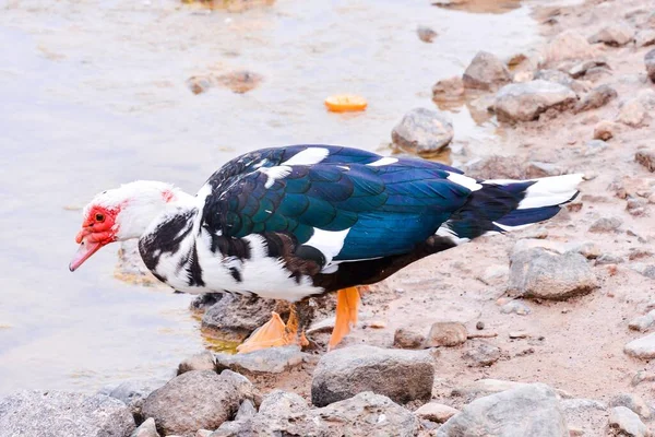 Gros Plan Bel Oiseau Dans Parc — Photo