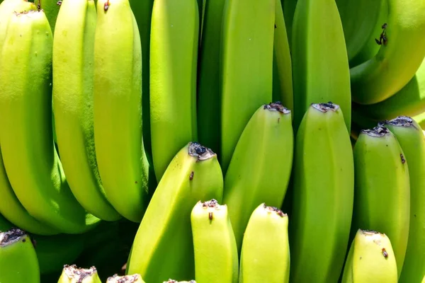 Anbau Grüner Bananen Hintergrund — Stockfoto