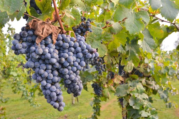 Schilderachtig Schot Van Druiven Wijnstok — Stockfoto