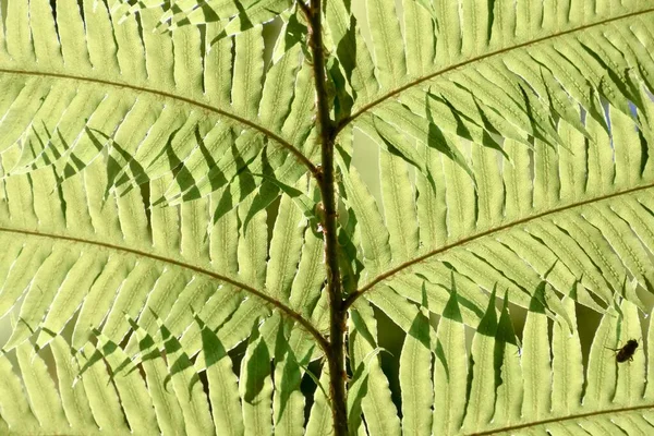 Зеленые Листья Растения — стоковое фото