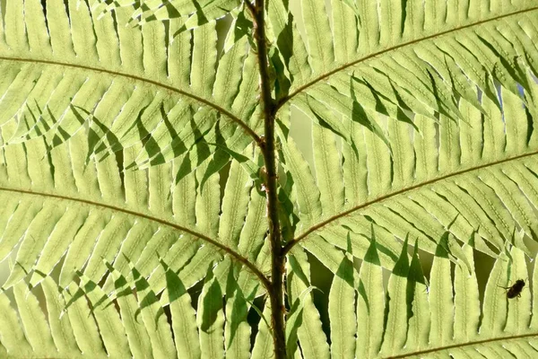 植物的绿叶 — 图库照片