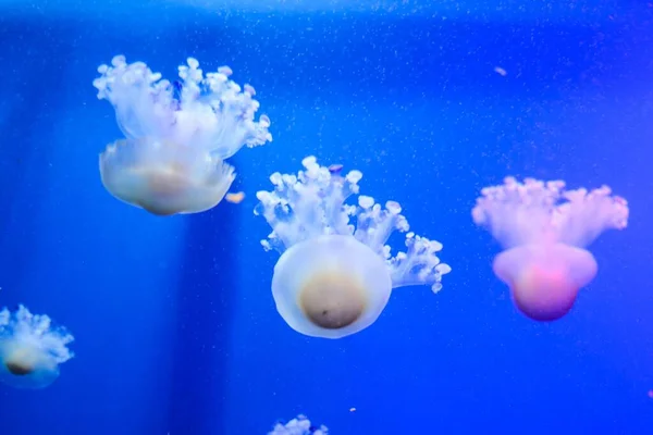 Jellyfishes Sea — Stock Photo, Image