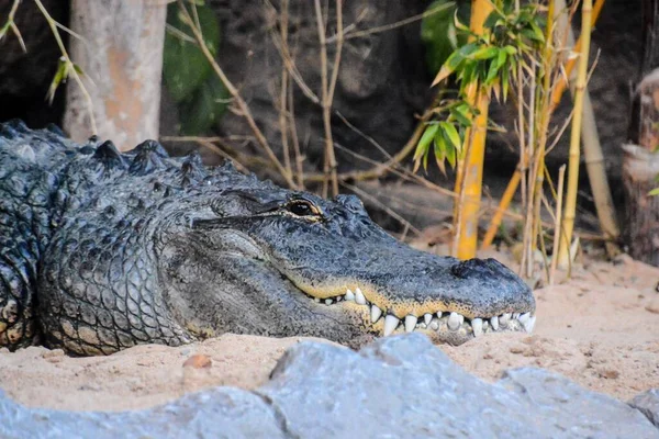 Krokodil Állatkertben — Stock Fotó