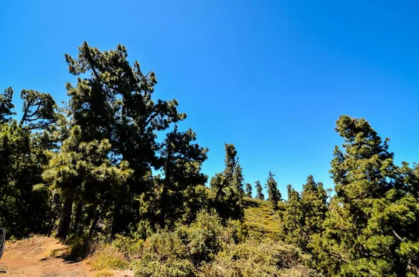 Bella Vista Sul Bosco — Foto Stock