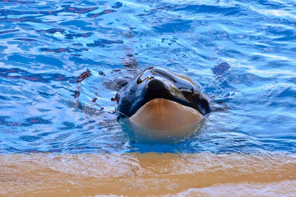Όρκα Φάλαινα Δολοφόνος Orcinus Orca Είναι Μια Οδοντωτή Φάλαινα Που — Φωτογραφία Αρχείου