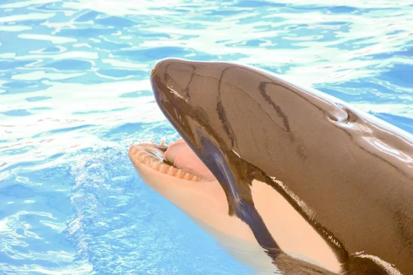 Orque Épaulard Orcinus Orca Est Une Baleine Dents Appartenant Famille — Photo