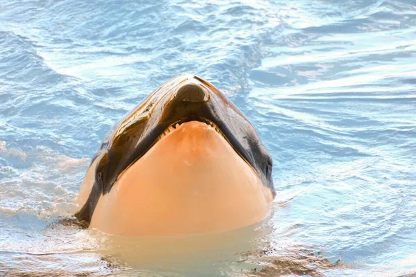 Orque Épaulard Orcinus Orca Est Une Baleine Dents Appartenant Famille — Photo