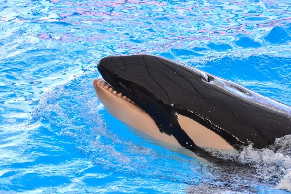 Orka Lub Wieloryb Orcinus Orca Jest Wielorybem Zębatym Należącym Rodziny — Zdjęcie stockowe
