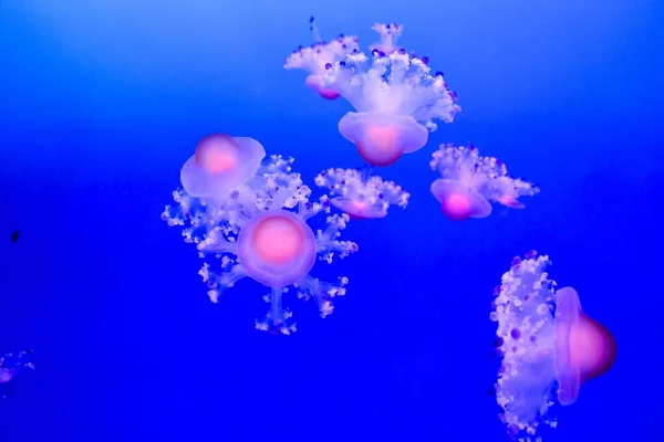 Beautiful Jellyfish Sea — Stock Photo, Image